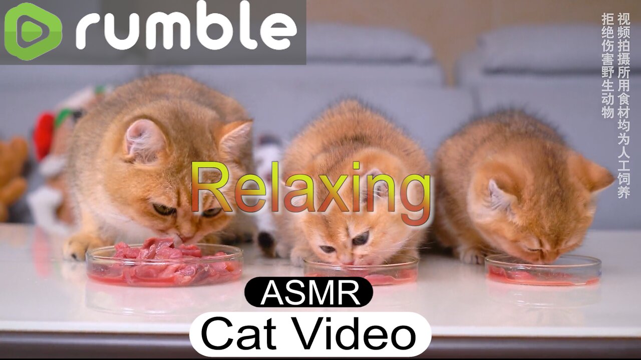 Relaxing! ASMR Cats Video Eating Food. Cat Care Tip