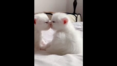 Funny cats 🐈