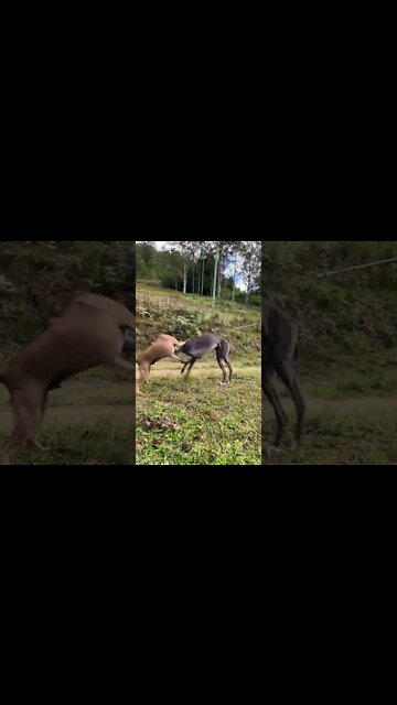 Greyhound that survived 1080 poisoning plays happily with friend