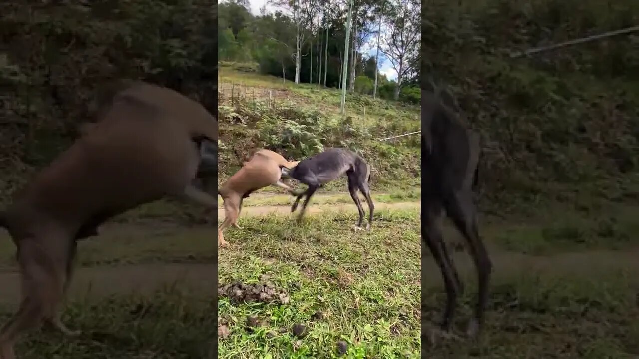 Greyhound that survived 1080 poisoning plays happily with friend