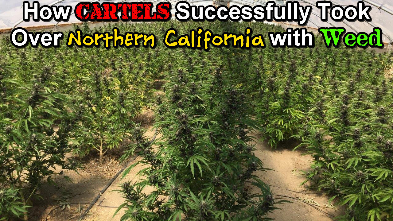 How Cartels Successfully Took Over Northern California with Weed! 🌿🚬