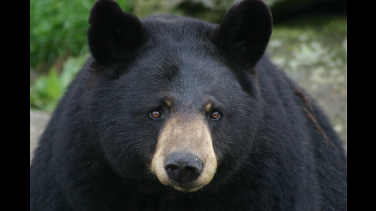 Harbor Hills bear