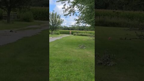 Crazy 🤪 old man Discus Throw practice for Senior Olympics