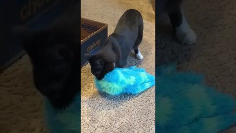 1Min Animal World #dogs #cats #pet