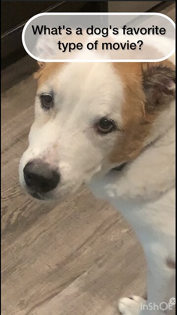What's a dog's favorite type of movie?