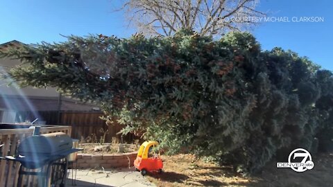 High winds topple large tree in Littleton