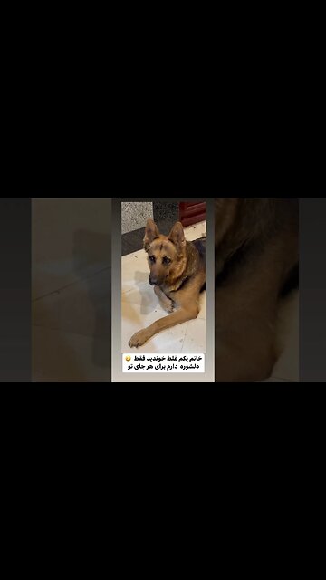 تیدا شیلا سگ تیدا خانم سگ آموزش سگ تیدا سگ dog آموزش dog dogs dog Mohsen yeganeh song محسن یگانه cat