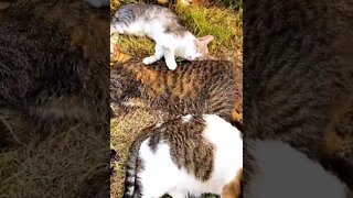 #14 CATS=SEE WHAT HAPPENS DURING THE VIDEO SUBSCRIBE HELP ME POST MORE VIDEOS=Léo Sócrates