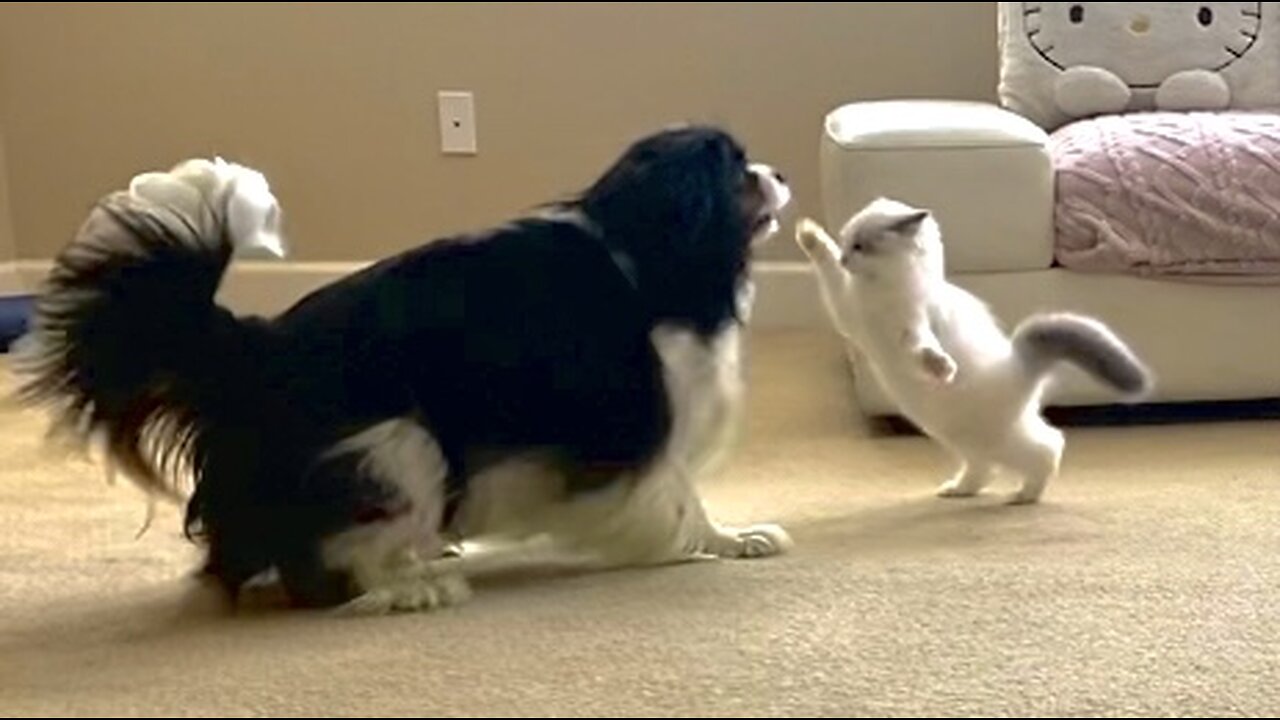 Cutest Ragdoll Kitten Playing With Cavalier Doggy