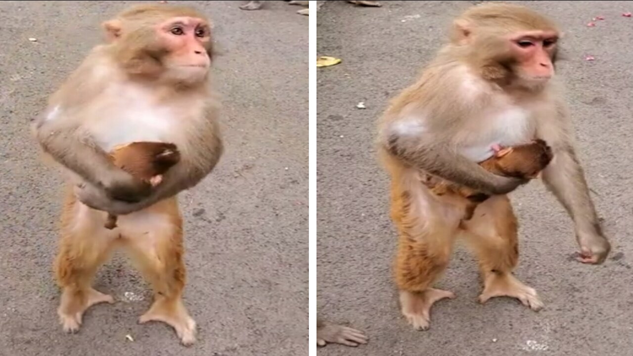 Mother Monkey holding her baby and waiting for a Gift