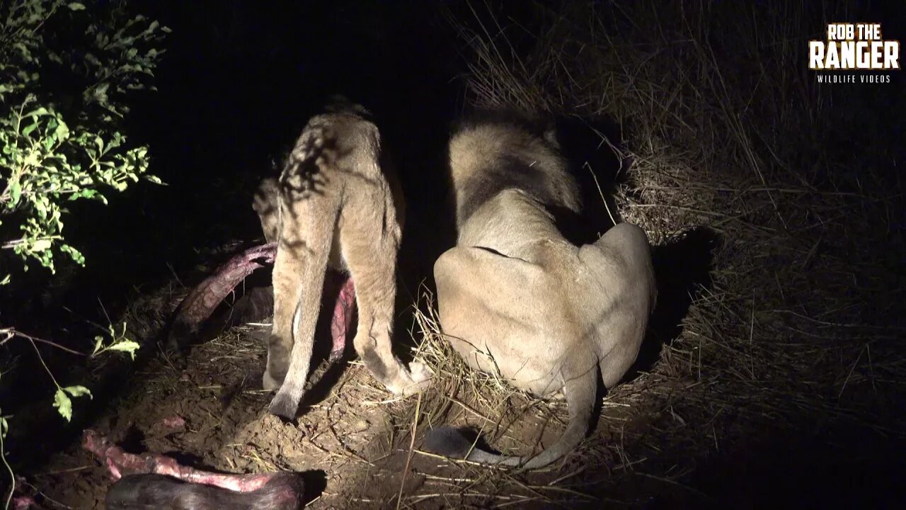 Lions Have Dinner In The Dark African Night (Introduced By SachinD)