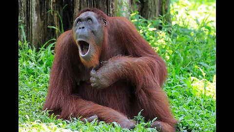 😂😂 Funny monkey, funny zoo animal🤣🤣