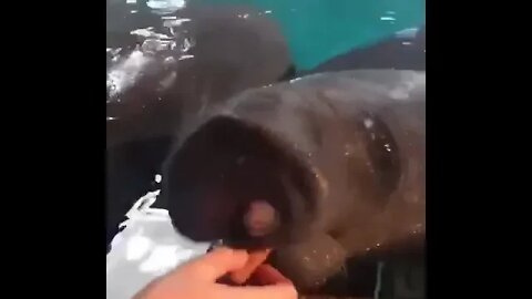 Manatees lining up for a little treat