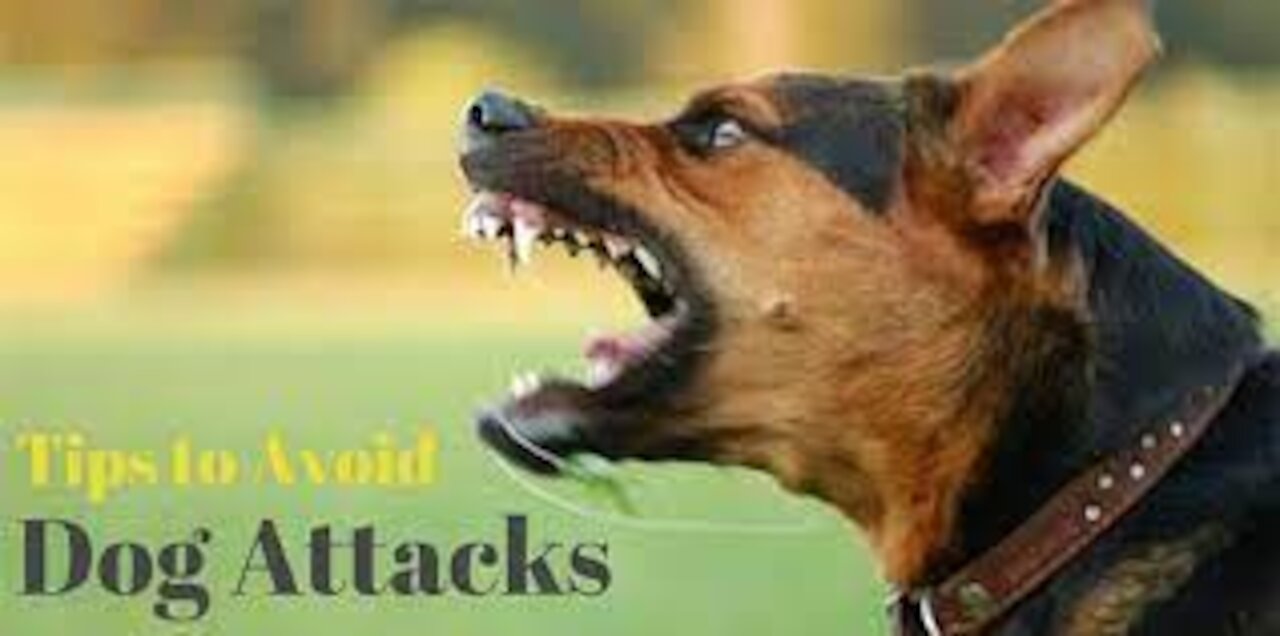 How to defend your self against a dog attack.