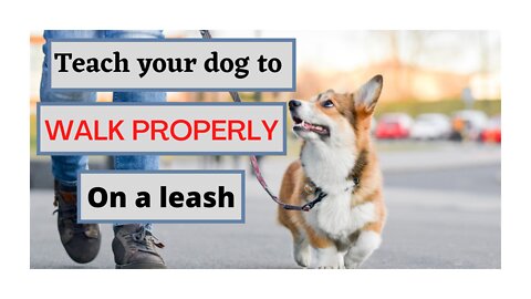 Teach ANY DOG to Walk Nicely on a Leash | RESULTS IN 5 MINUTES!