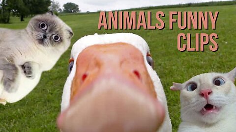 FUNNIEST ANIMALS CLIPS - BURST TO LAUGHING