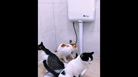 Intelligent cat in washroom ,hahaha || cat ,pussy cat, pet cat, pet