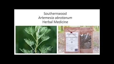 Southernwood - Medicinal Herb - Benefits & Uses