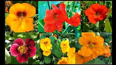 Nasturtiums Uses and Benefits