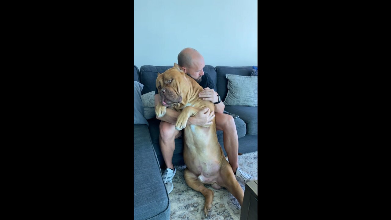 MASSIVE Pit Bull (160lbs) loves his mid day cuddles! 🦁🧡🥰