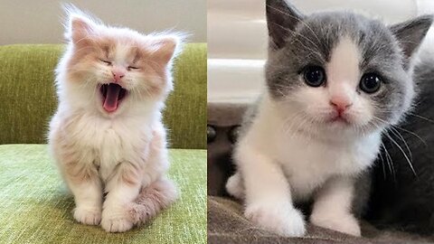 Baby Cats - Cute and very funny Cat videos
