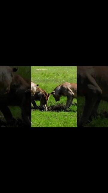 Lions Dig Up A Pig (Warthog) | Saturday #shorts