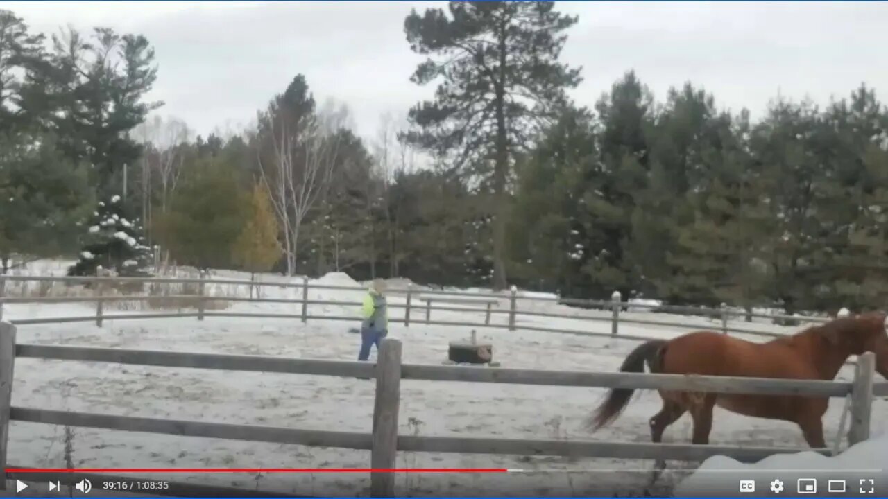 Part 3 of 4 - Working With A Sassy Mare Name Star - Identifying People Problems