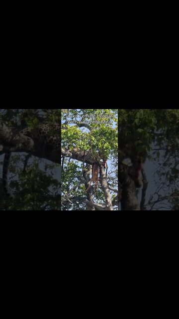 Wildlife Sightings Today 24/07/22 (Cheetah, Leopard, etc) | Lalashe Maasai Mara | #shorts