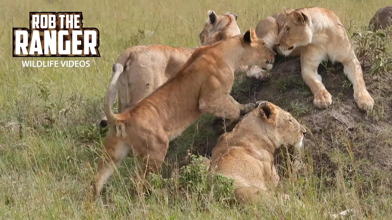 Lion Pride Regroup | Lalashe Maasai Mara Safari