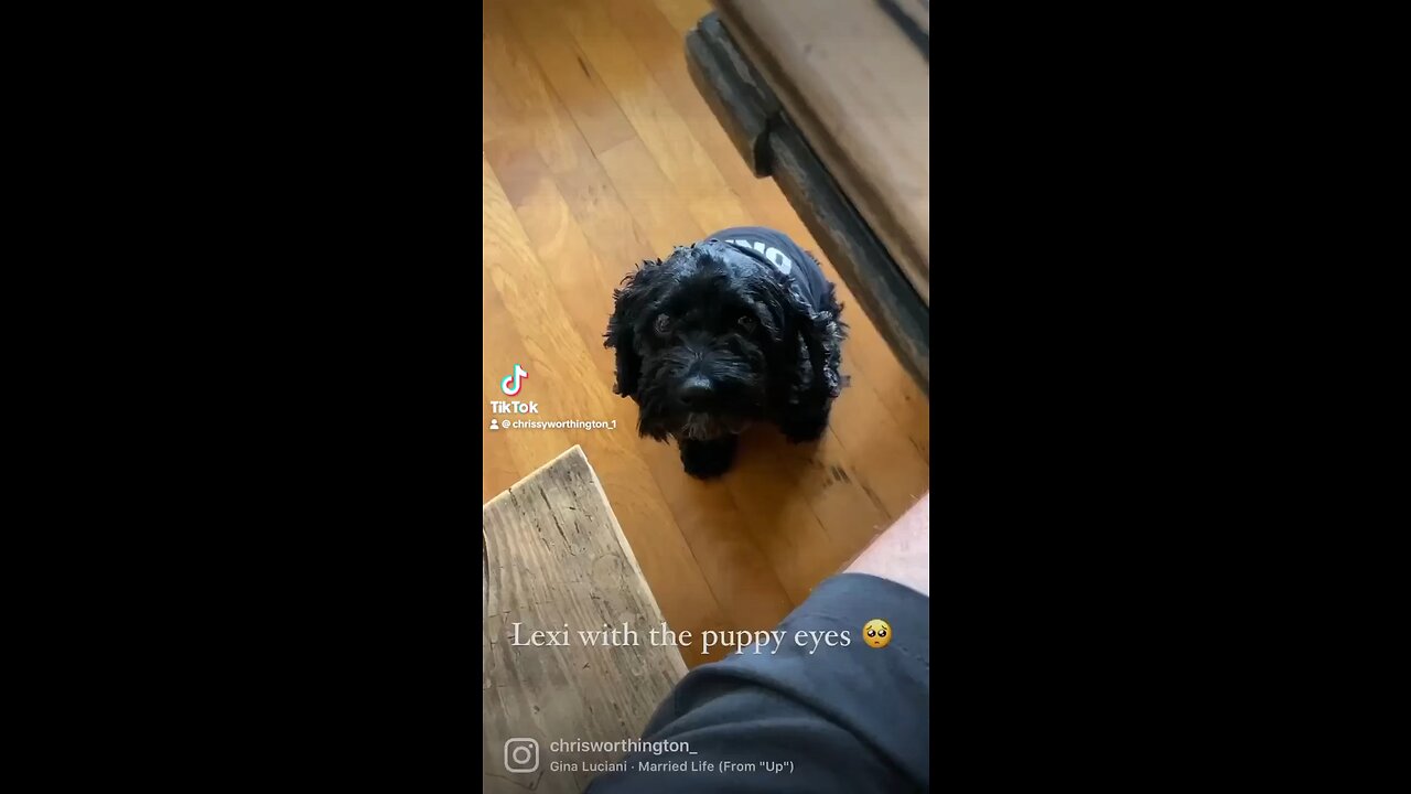 Lexi the Cockapoo!!!