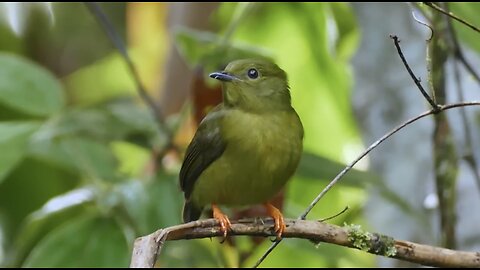 World of the Wild _ Episode 1_ The Amazon Rainforest _ Free Documentary Nature(720P_HD)