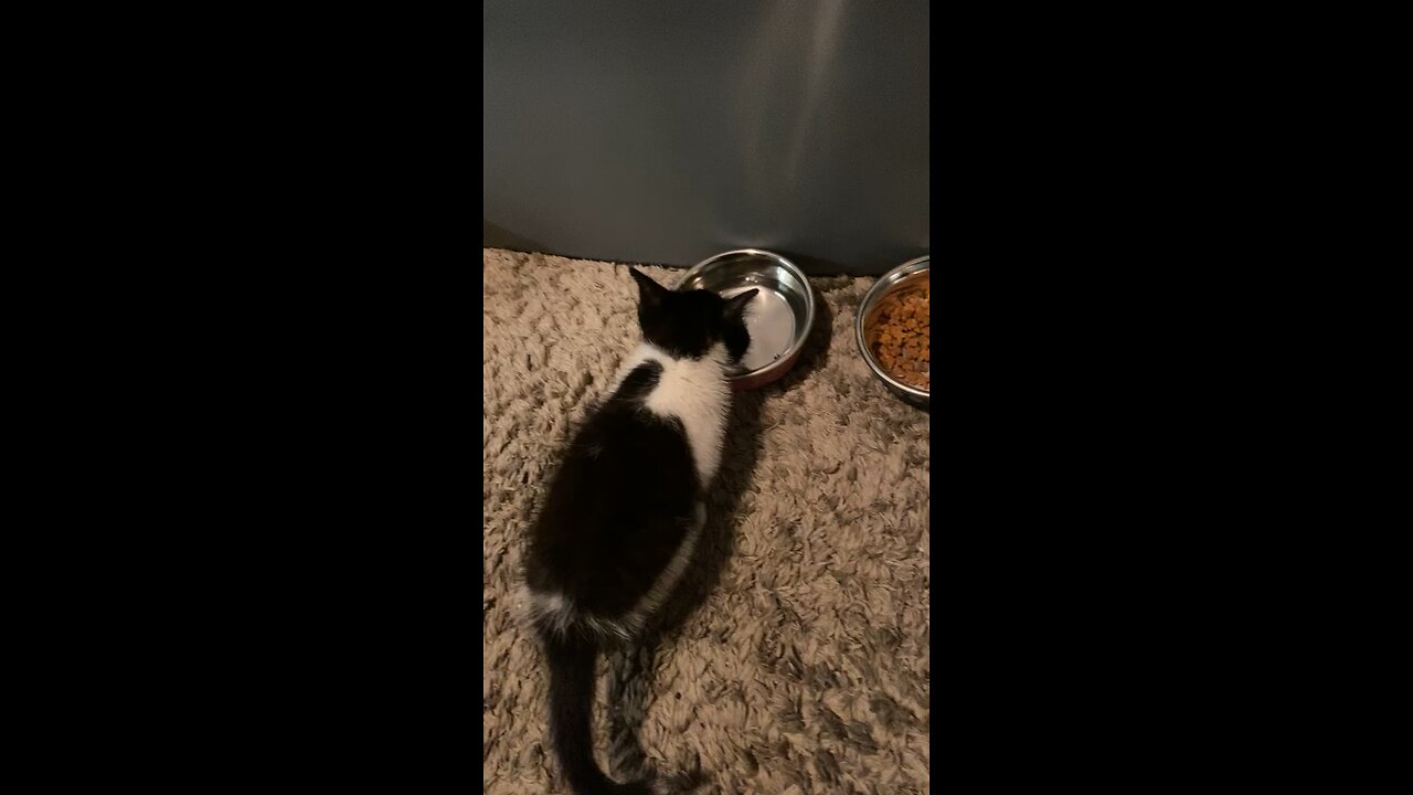 Kitty asmr