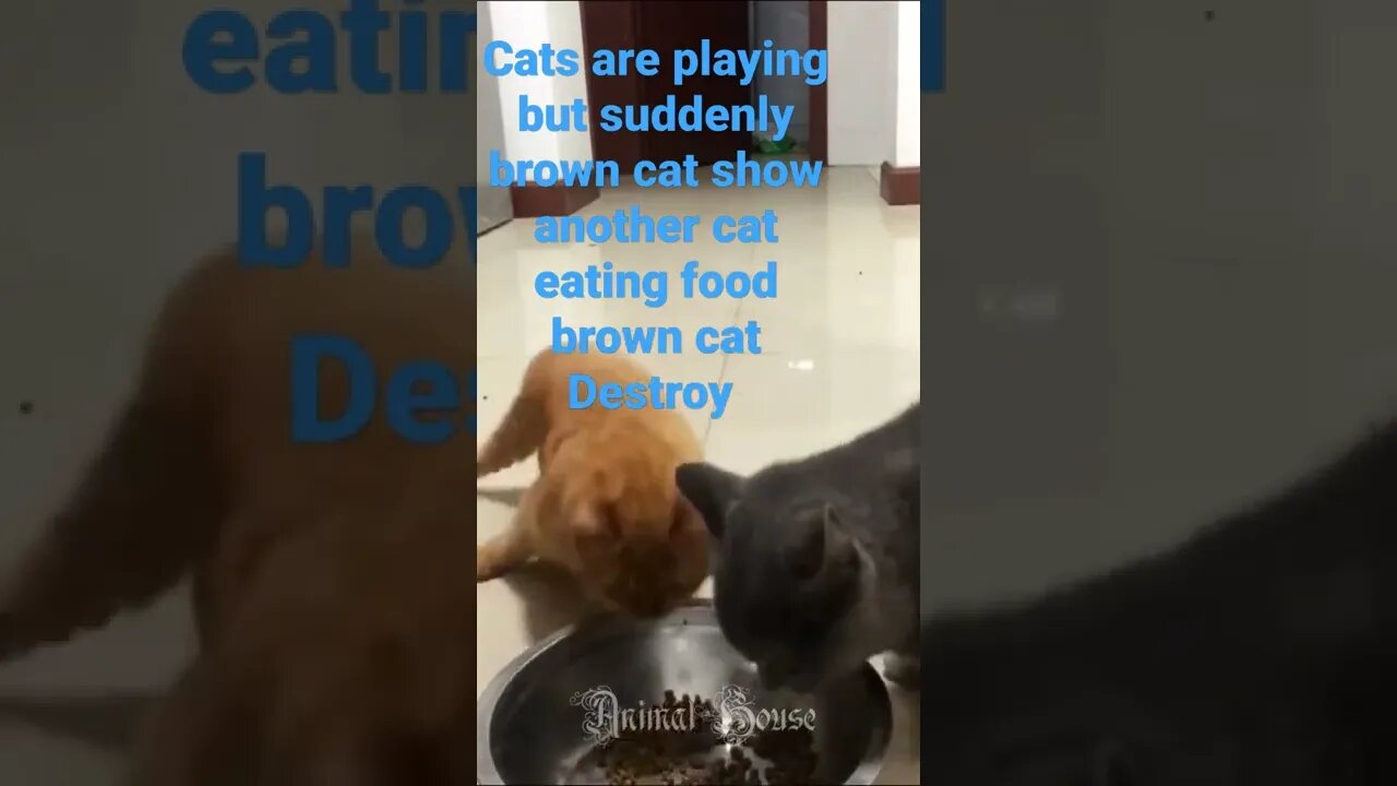 brown cat feel jealousy 🤣😃🤣