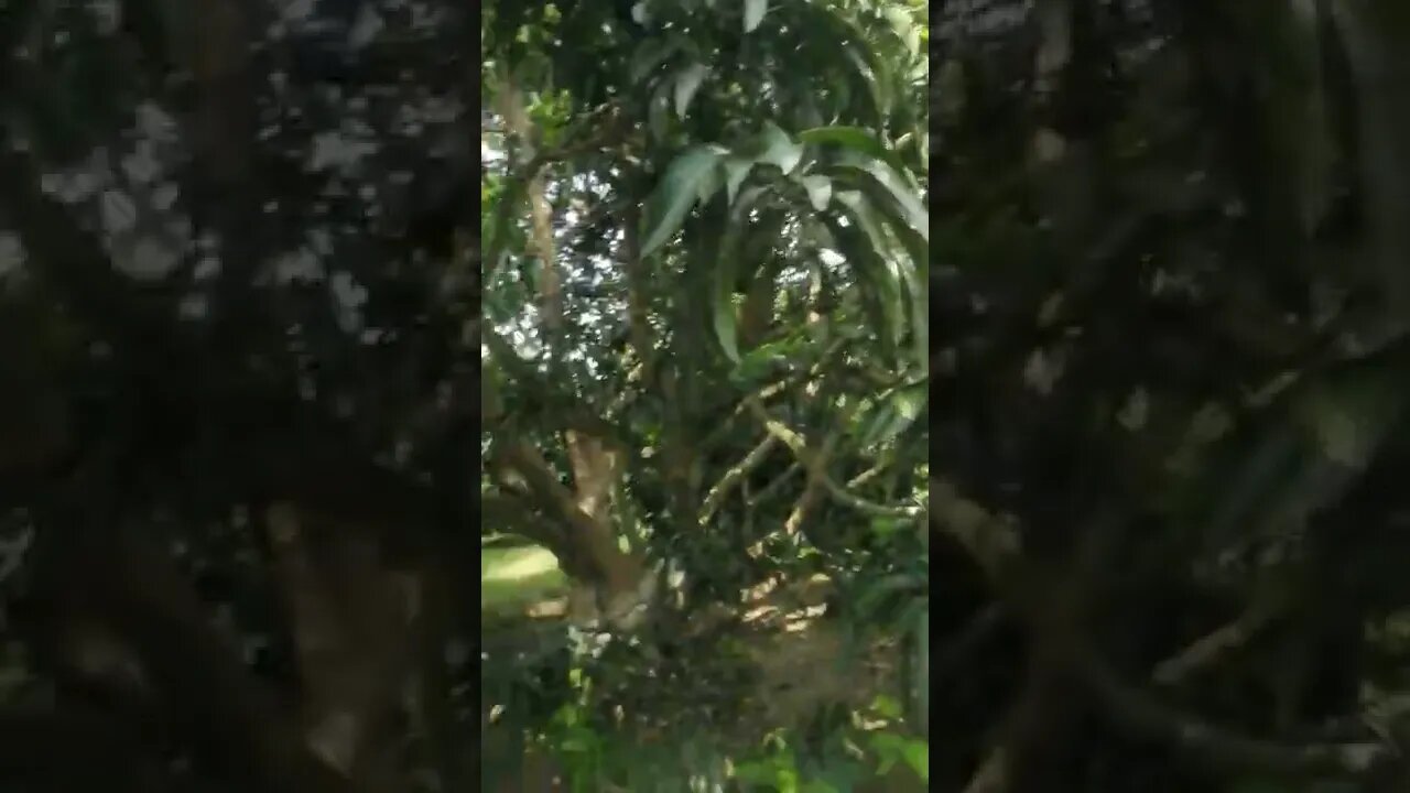 mango garden in vehari