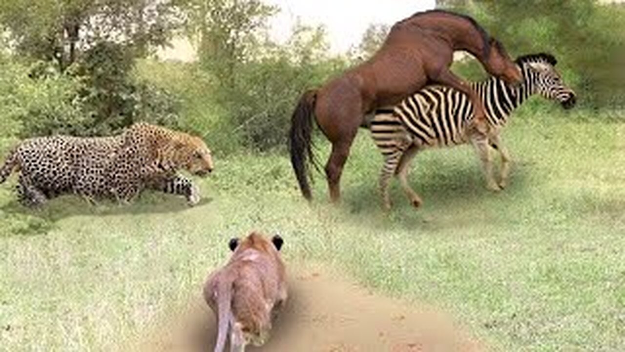 Poor Wild Horse! Leopard vs Lion Hunting Wild Horses In Their Territory- What Happens Next?