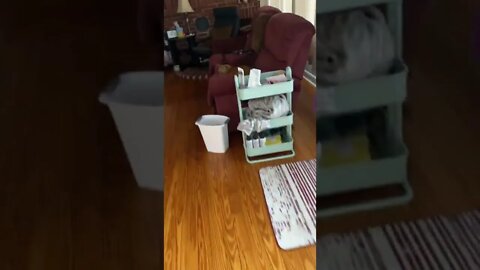 My cats are occupying all the seats in the house