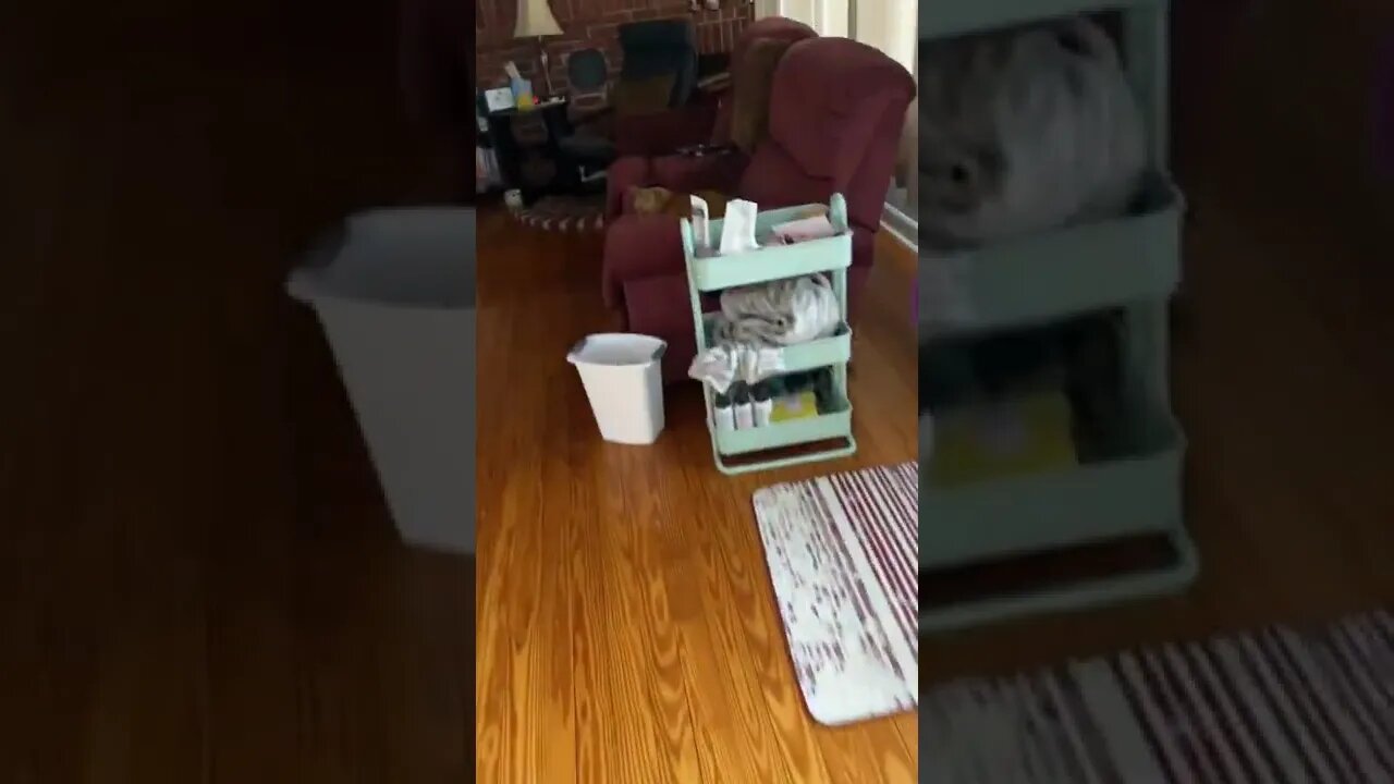 My cats are occupying all the seats in the house