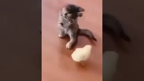 cute cat videos 😹 funny videos 😂 1168😻 #shorts