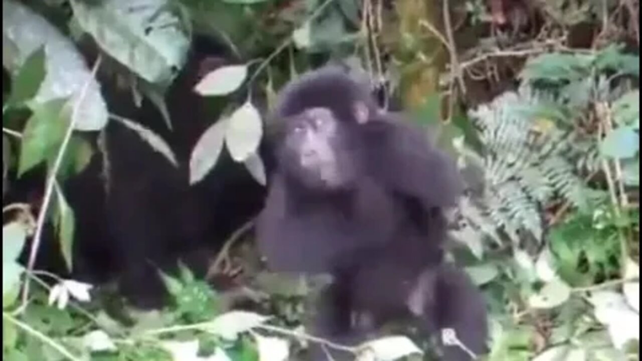 Baby gorilla first chest pound