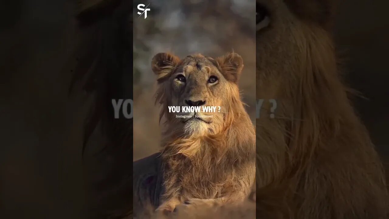 Lion attitude WhatsApp status video 😎😎 # tuch it gun boosted #shorts