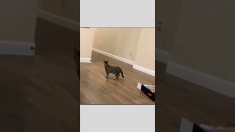 He saw the perfect opportunity...and took full advantage. Boo! 😂😏😼