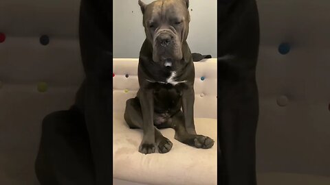 Sitting 🪑 comfortably #subscribe #dogs #foryou #viral #trending #canecorso #dog #fyp