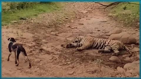 funnyvideoanimalsHAHAHAHA