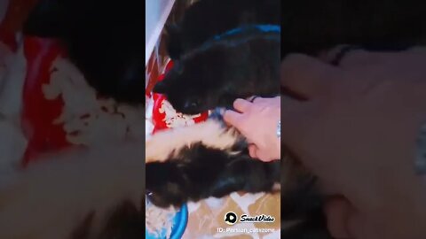 It’s Lunch Time ❤️ #persiancats #cats #cutecat #shorts #adorablecats #youtubeshorts #persiancatszone