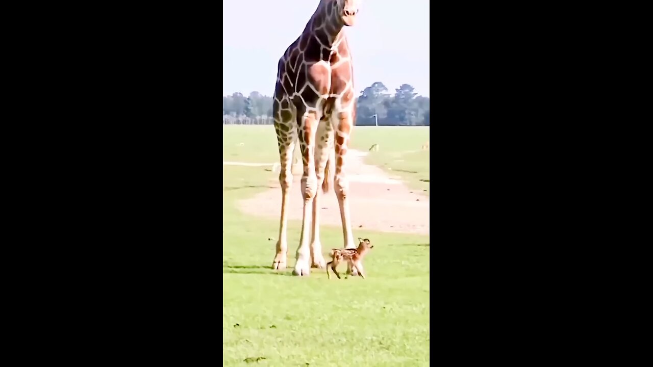 baby deer playing with giraffe | amazing moment | #animals