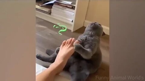 funny animal videos | cat and dog videos try not to laugh - 2022