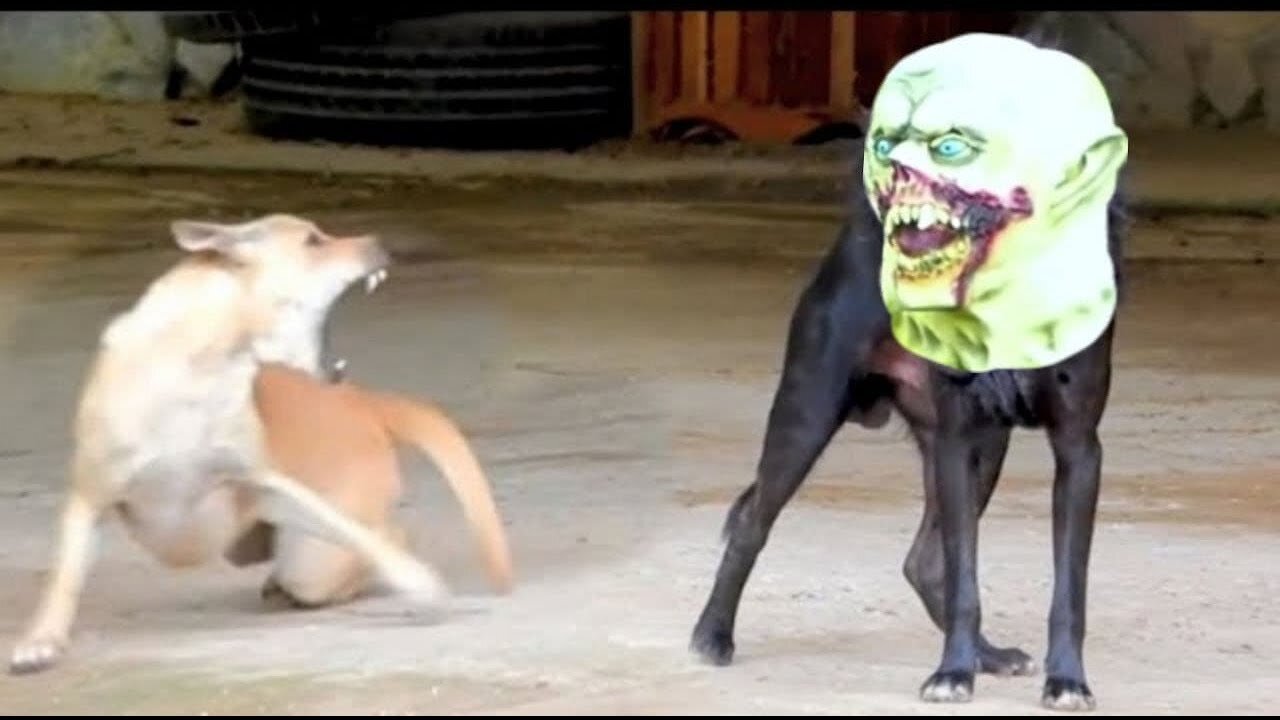 Troll Prank dog & fake Lion and Fake Tiger Prank To dog,cat - Videos Funny Troll