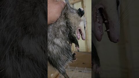 Young Opossum rescued from the dogs