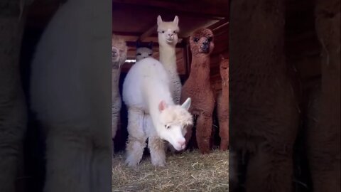 Fluffy friends - get this viral | #shorts | #viral | #funny