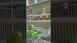 Budgie Playing With Toys Too Cute!💖 #shorts #youtubeshorts #animallover #funny #budgies #birds